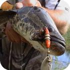 Рыбалка в Казахстане на змееголова